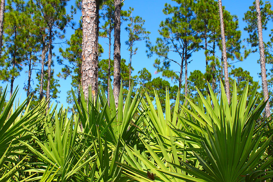 How Does Saw Palmetto Work? Your Saw Palmetto Questions Answered