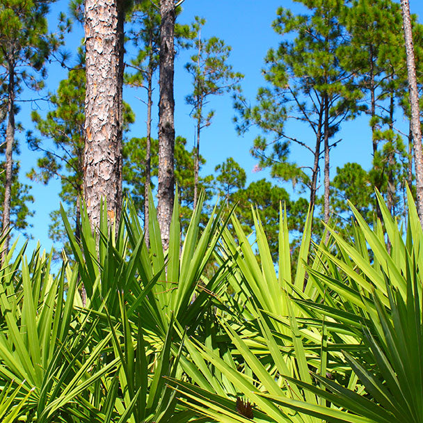 How Does Saw Palmetto Work? What Is Saw Palmetto Used For? Here Are the Answers You Need.